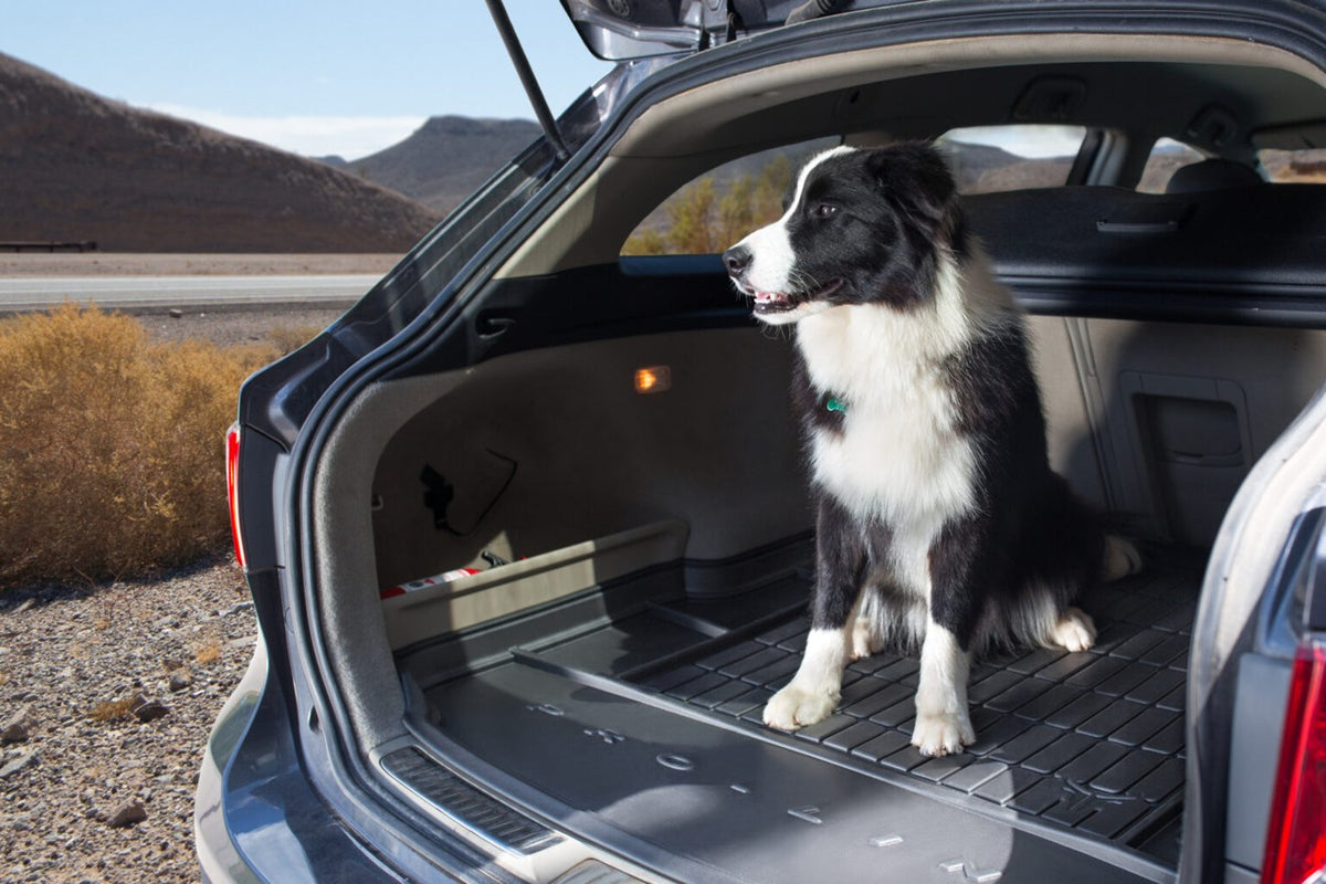 Hund im Kofferraum auf der ProLine Matte
